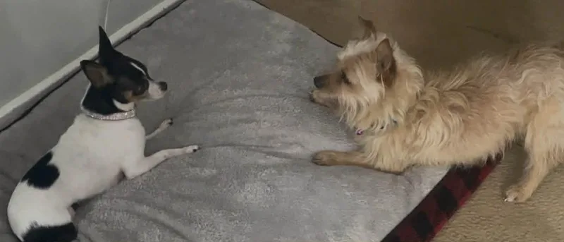 Little Oscar thumbnail 5