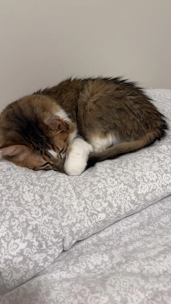 Oscar Xvii thumbnail 2