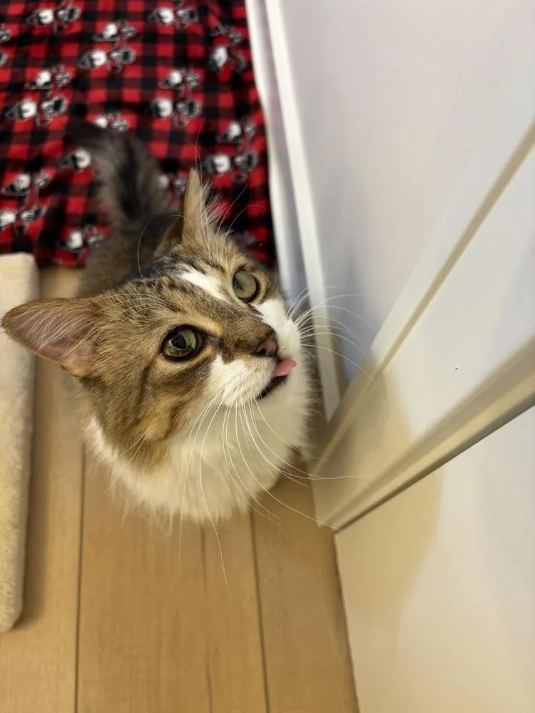 Oscar Xvii thumbnail 3