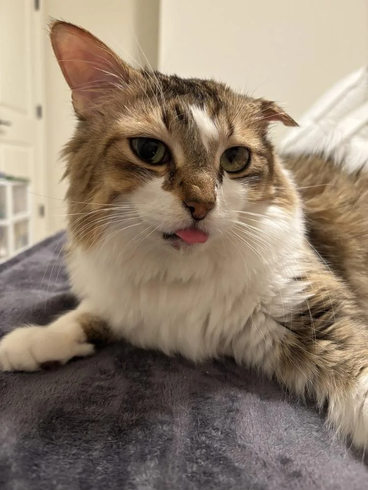 Oscar Xvii thumbnail 4