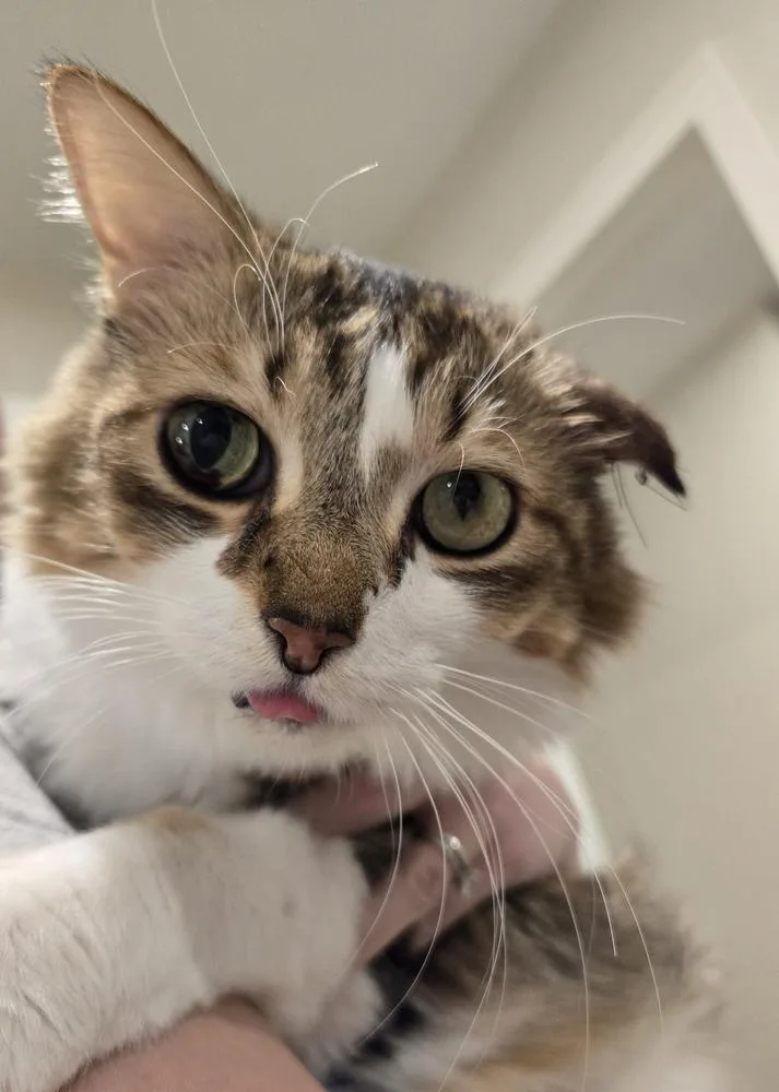 Oscar Xvii thumbnail 5