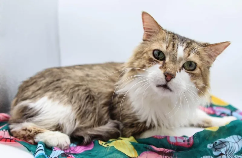 Oscar Xvii thumbnail 6