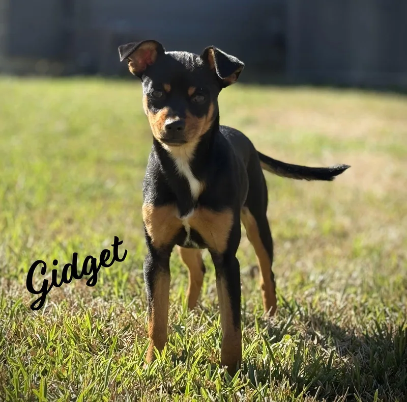 Gidget Eagertoplease