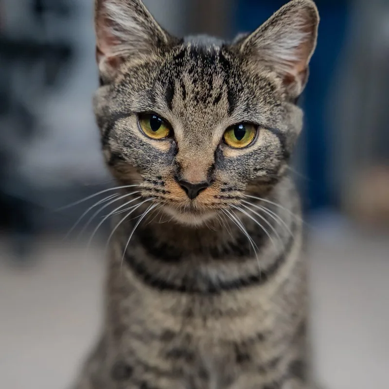 Sage & Pepper thumbnail 3