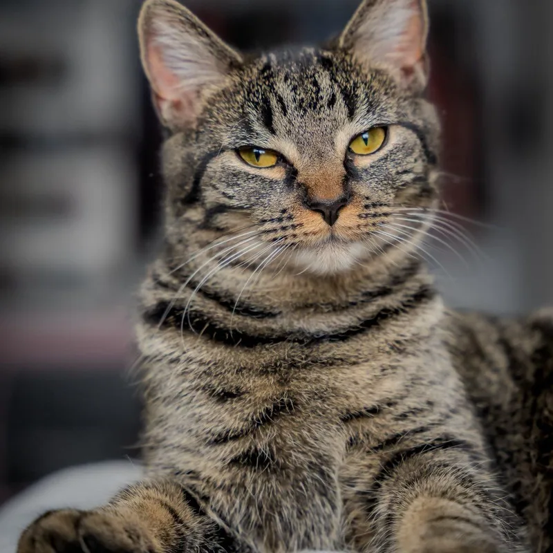 Sage & Pepper thumbnail 4