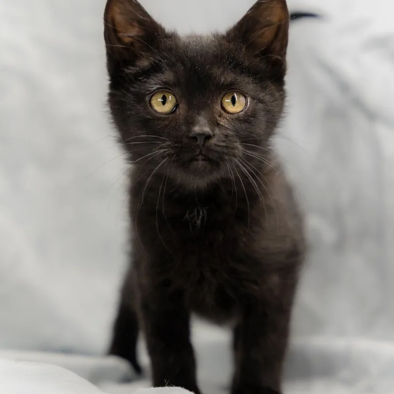 Lip Licker Larry thumbnail 2