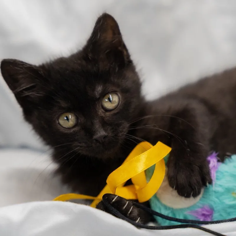 Lip Licker Larry thumbnail 3