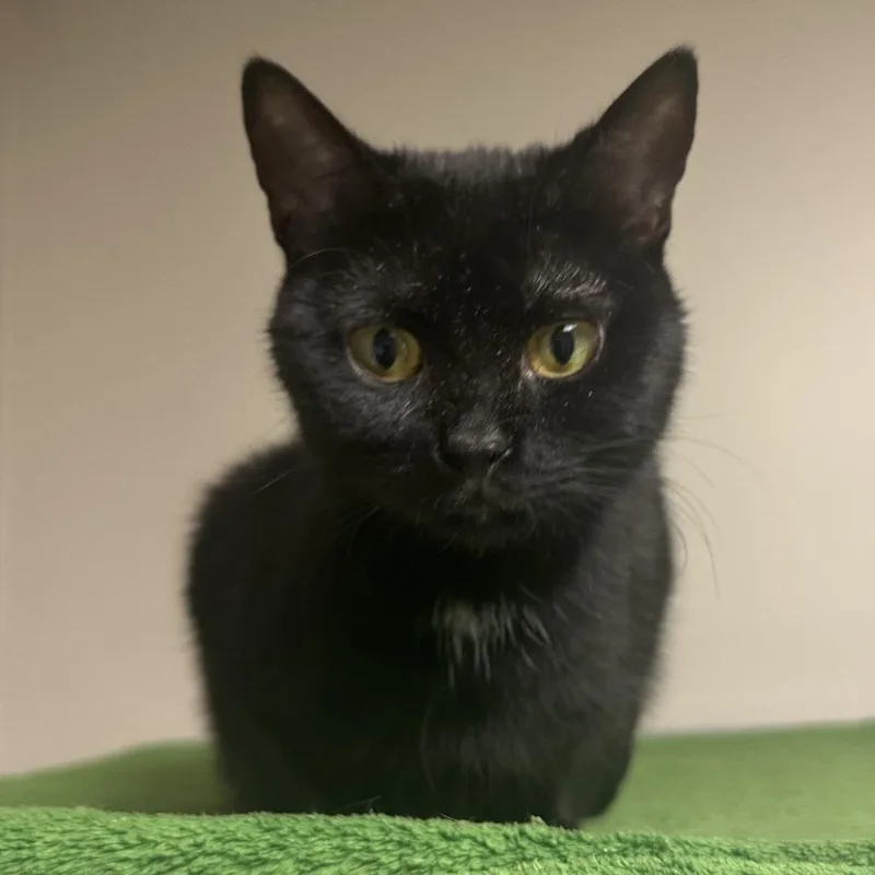 Tinkerbell thumbnail 2