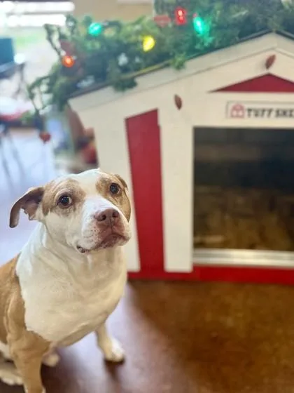 An adult large-sized male Mixed Breed dog named Baxter for adoption in Independence, MO