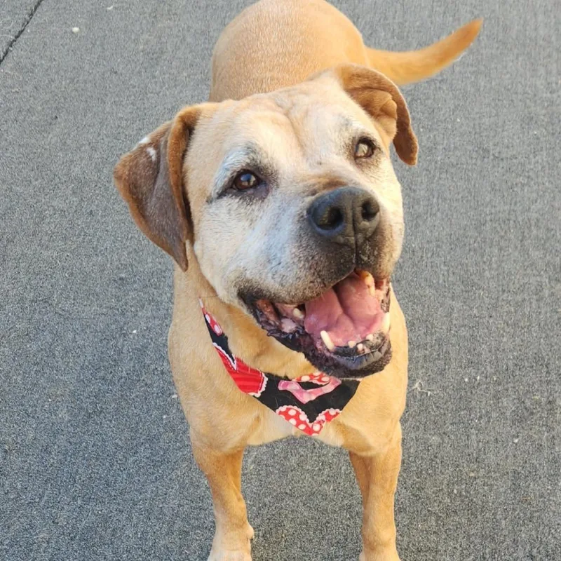 Buckshot thumbnail 2