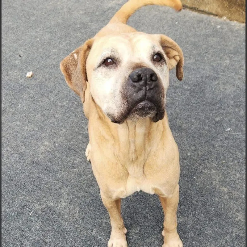 Buckshot thumbnail 3