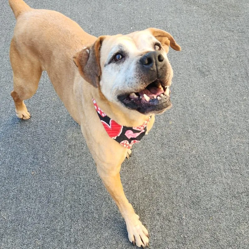 Buckshot thumbnail 4