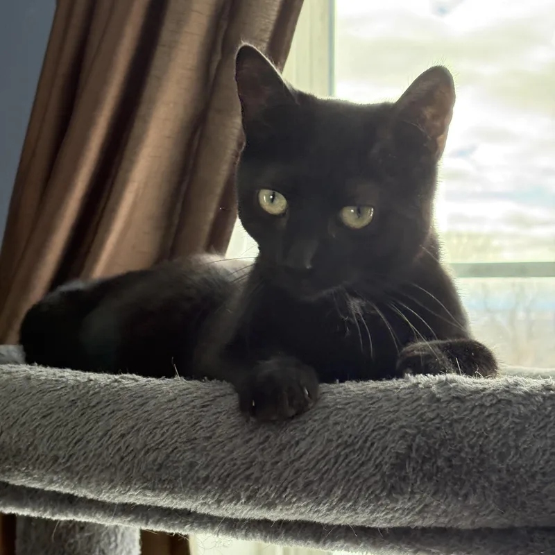 Balmoral thumbnail 2