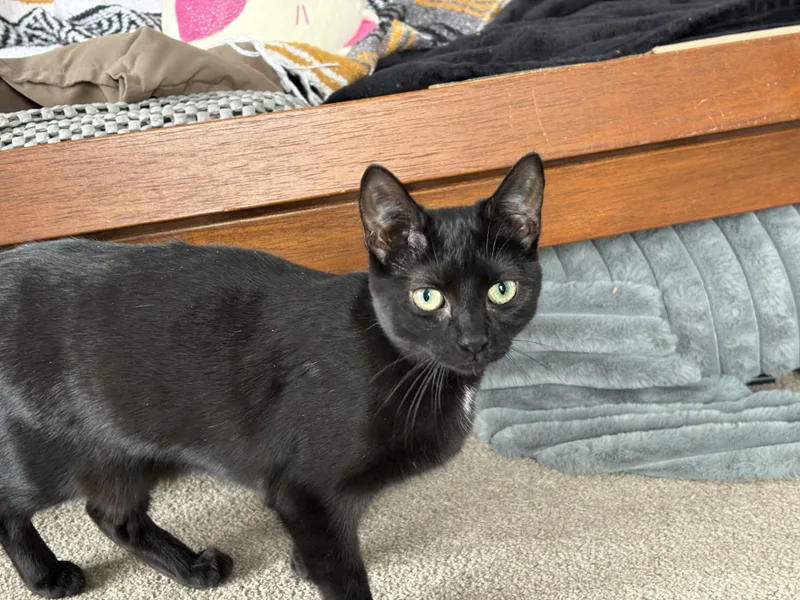 Balmoral thumbnail 3