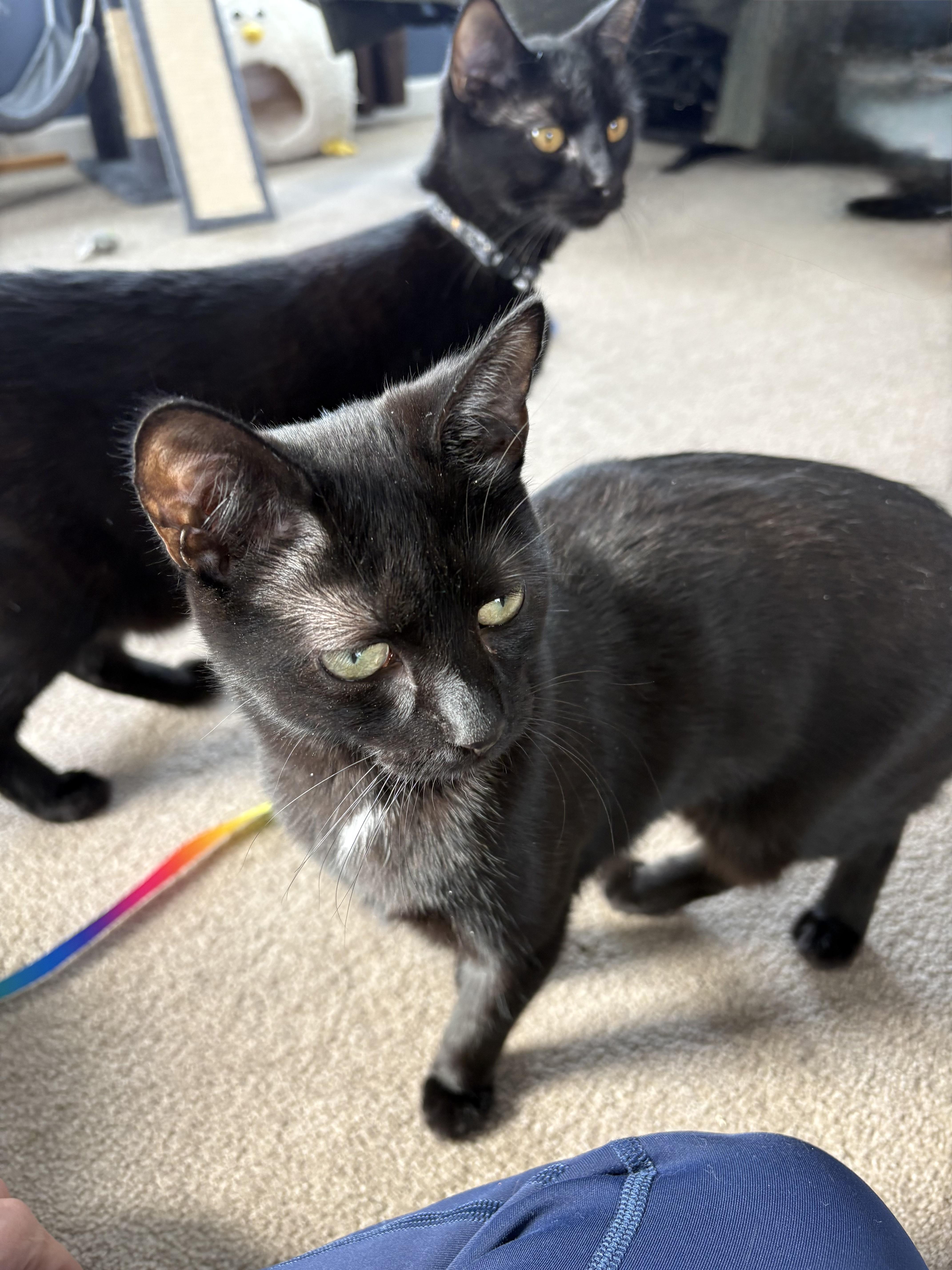 Balmoral thumbnail 4