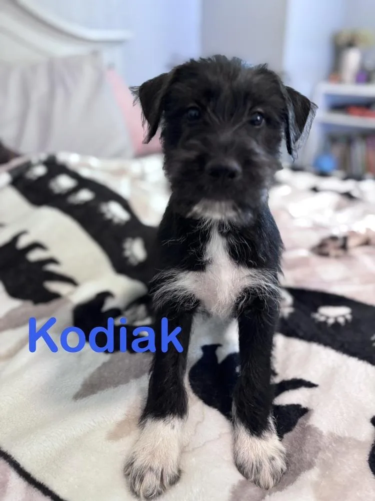 Kodiak thumbnail 2