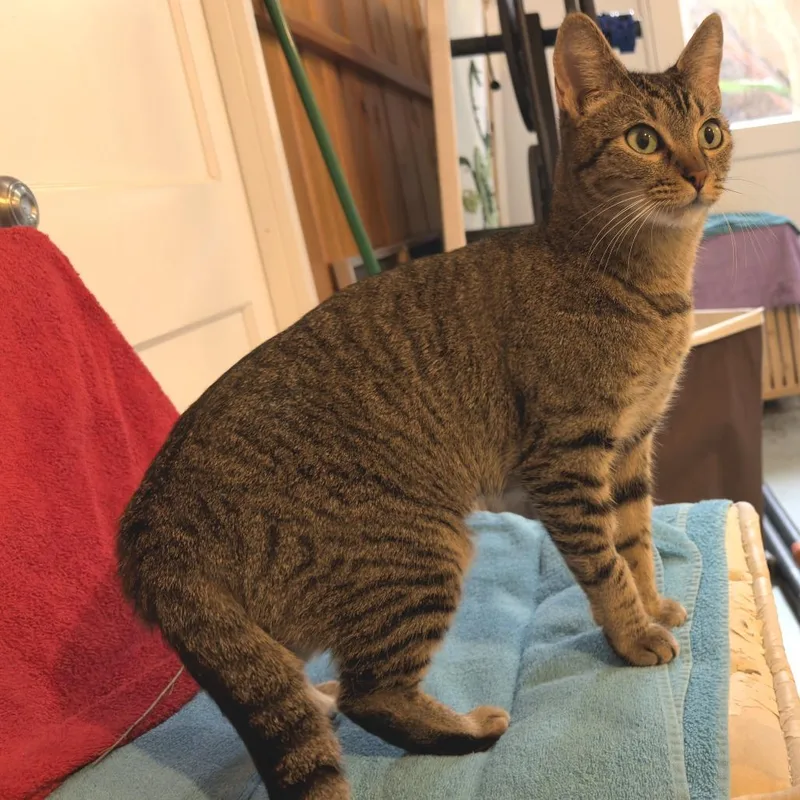 An adult small-sized female Brown / Chocolate Domestic Short Hair cat named Mabel for adoption in Los Angeles, CA