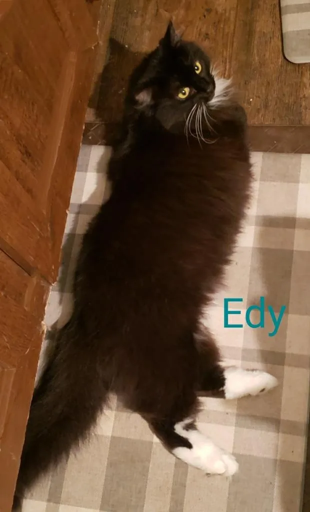 Edy