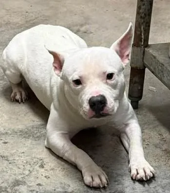 Jake From State Farm