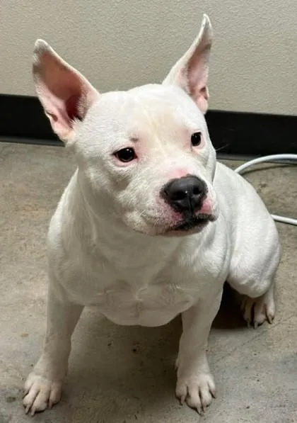 Jake From State Farm thumbnail 2