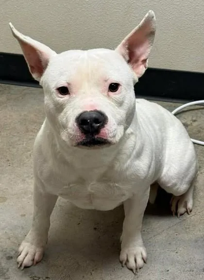 Jake From State Farm thumbnail 3