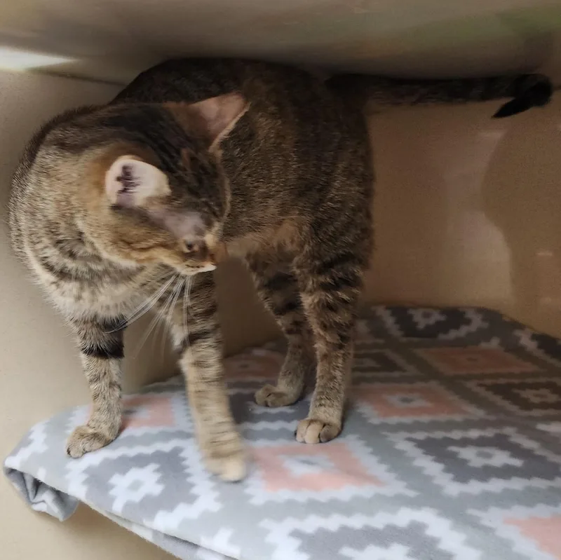 Esperanta thumbnail 2