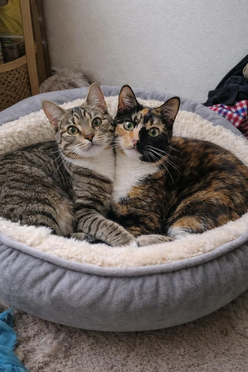 Belle & Tw thumbnail 2