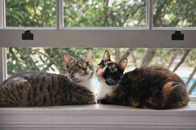 Belle & Tw thumbnail 3