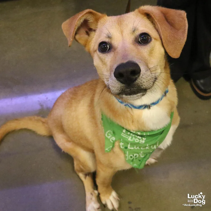 Mirabelle thumbnail 3