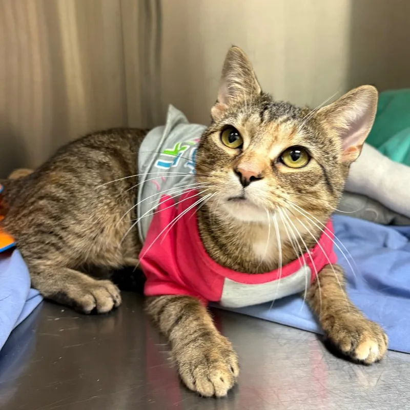 Mamamegatron thumbnail 4