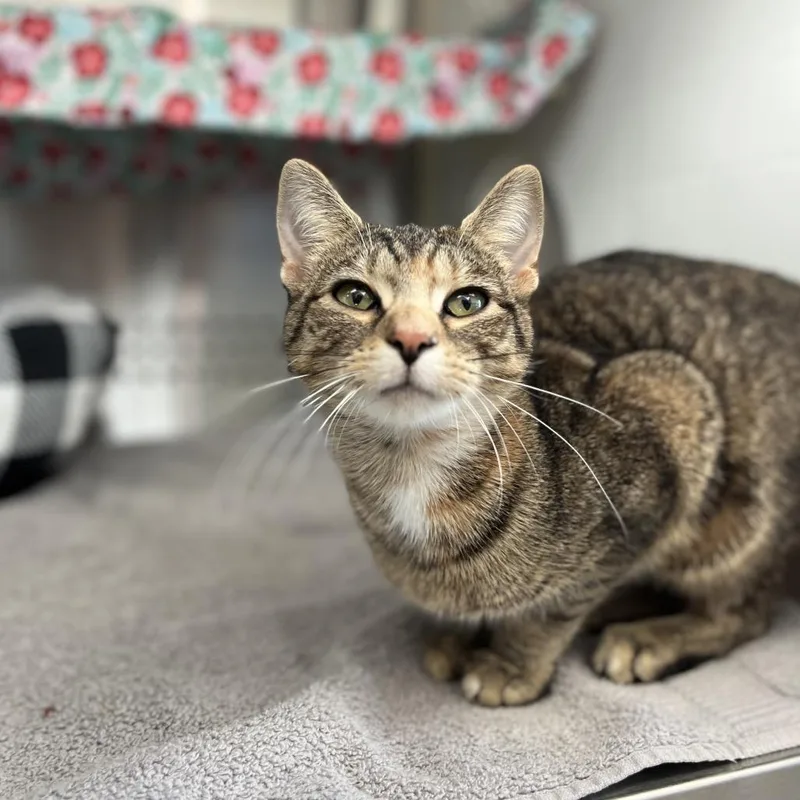 Mamamegatron thumbnail 5