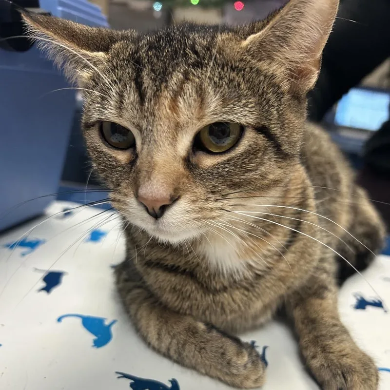 Mamamegatron thumbnail 6