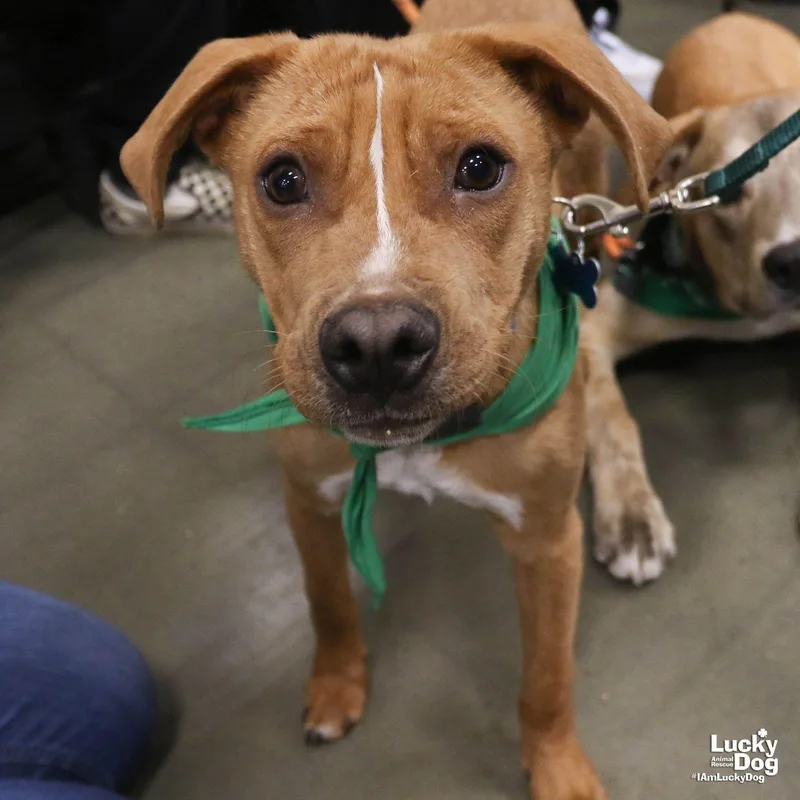 Spartacus thumbnail 3