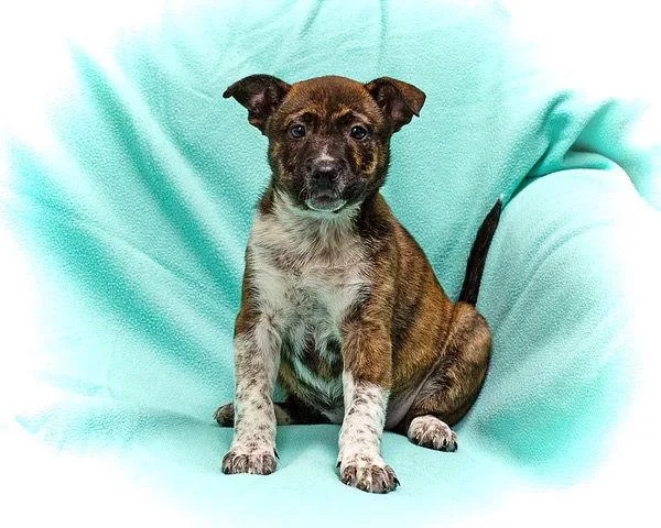 Savannah thumbnail 2