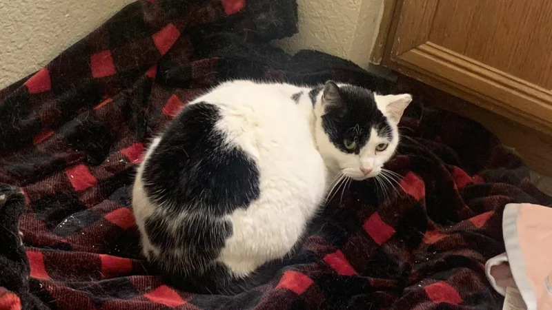 Moo Moo Meadows thumbnail 2