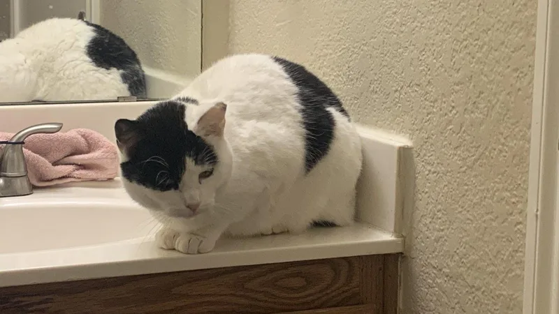 Moo Moo Meadows thumbnail 3