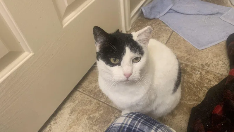 Moo Moo Meadows thumbnail 4