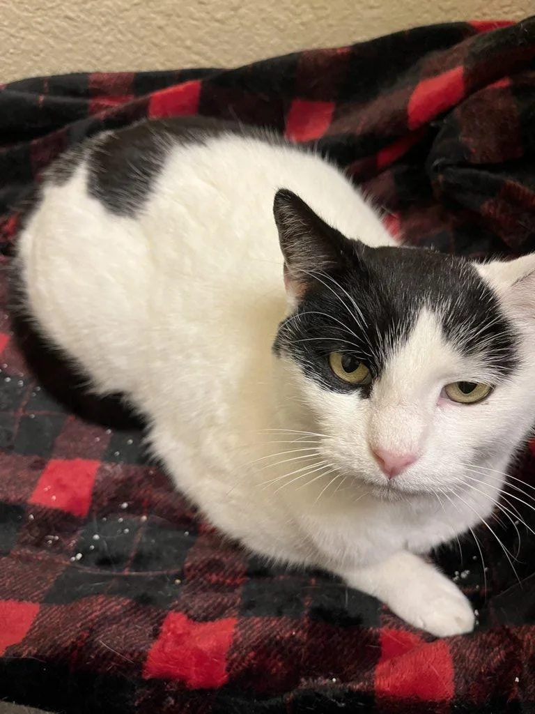 Moo Moo Meadows thumbnail 5