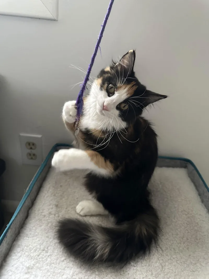 Rocky Road thumbnail 2