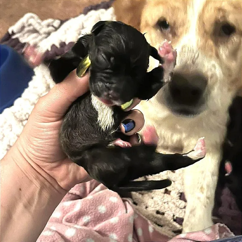 Buttercup thumbnail 2