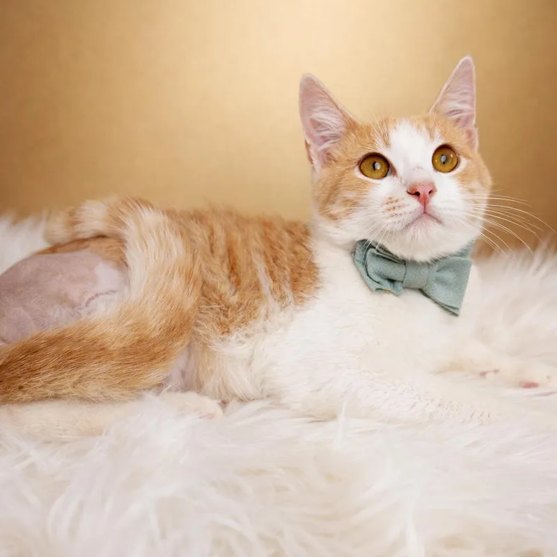 Stanley  Legged Cat thumbnail 2