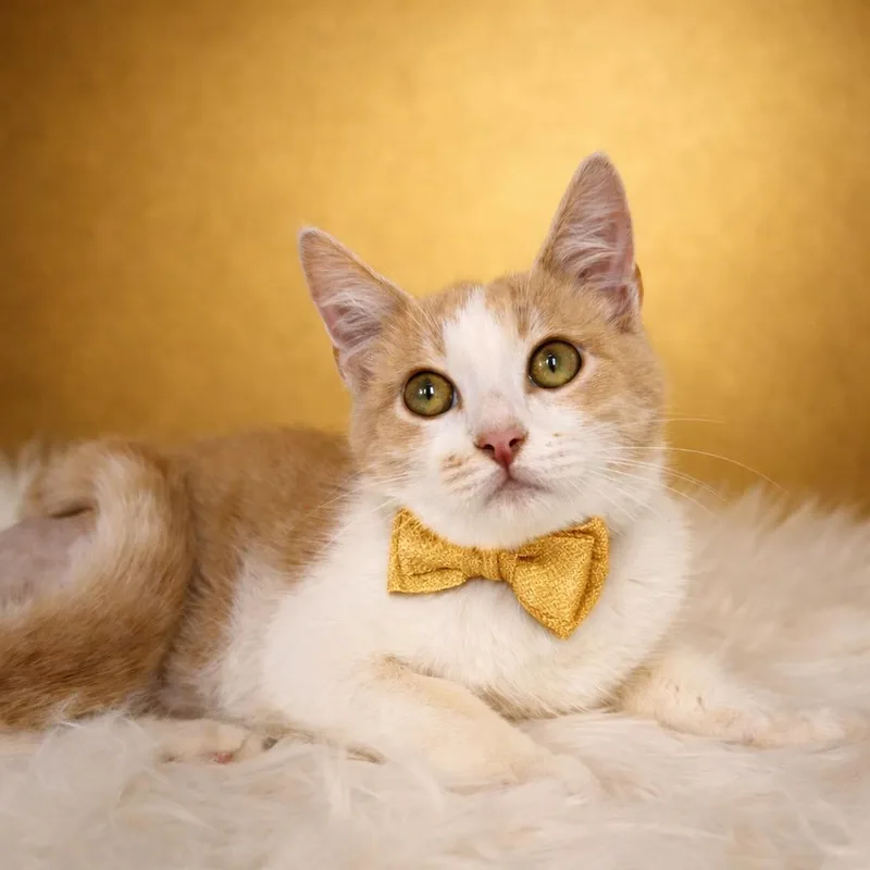 Stanley  Legged Cat thumbnail 4