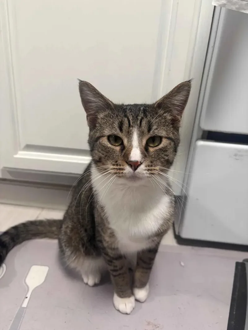 Peso Pluma & Nino thumbnail 2