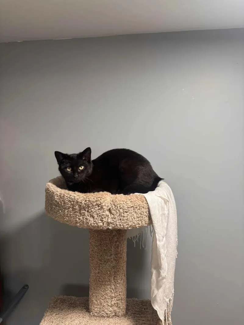 Peso Pluma & Nino thumbnail 4