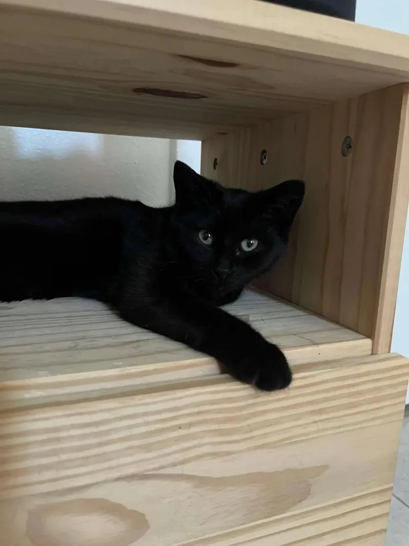 Peso Pluma & Nino thumbnail 5