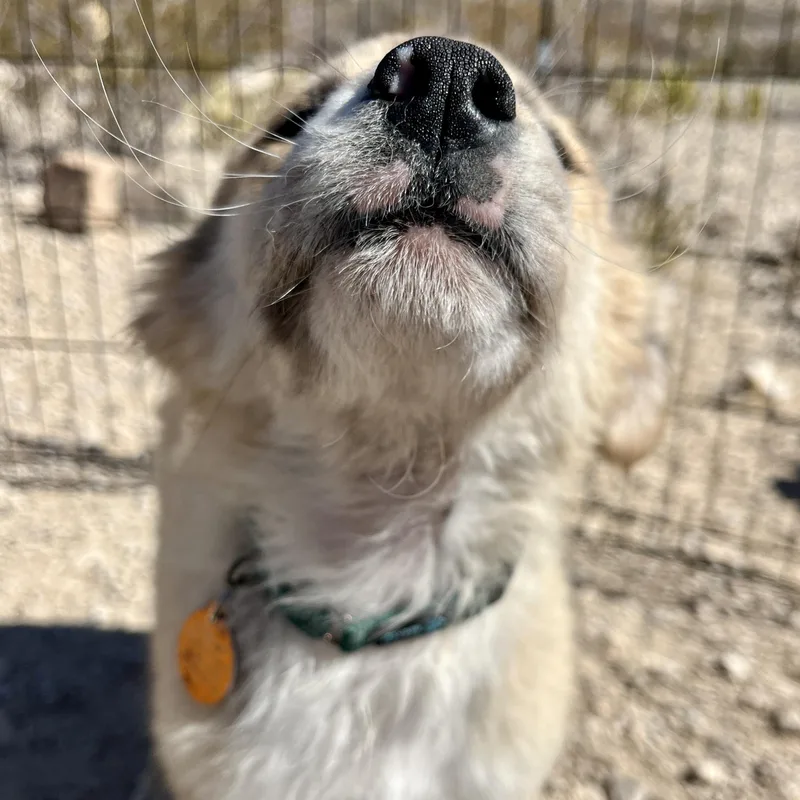 Puffball thumbnail 3