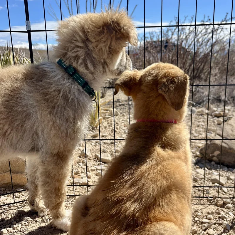 Puffball thumbnail 5