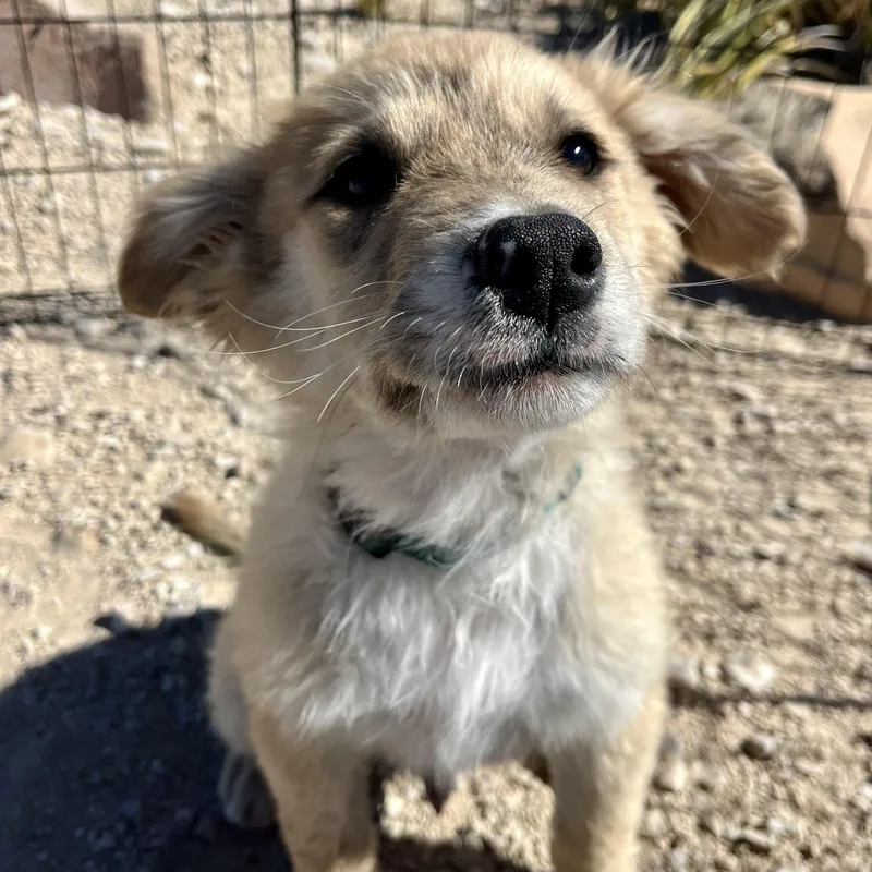 Puffball thumbnail 6