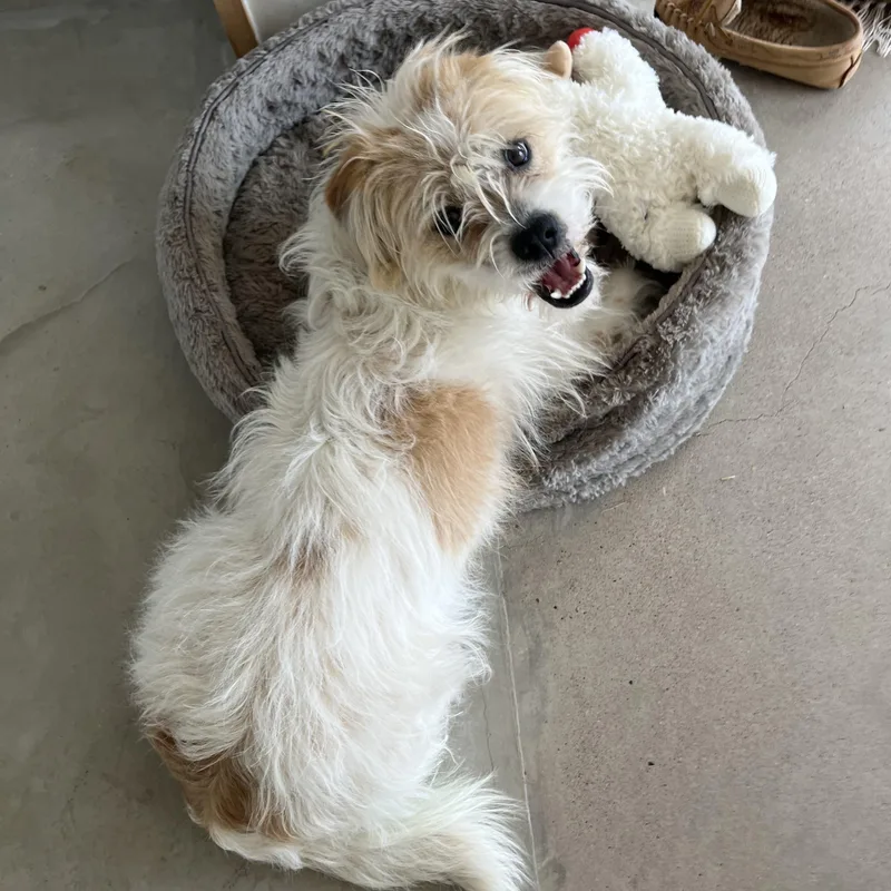 Gingerbread Man thumbnail 2