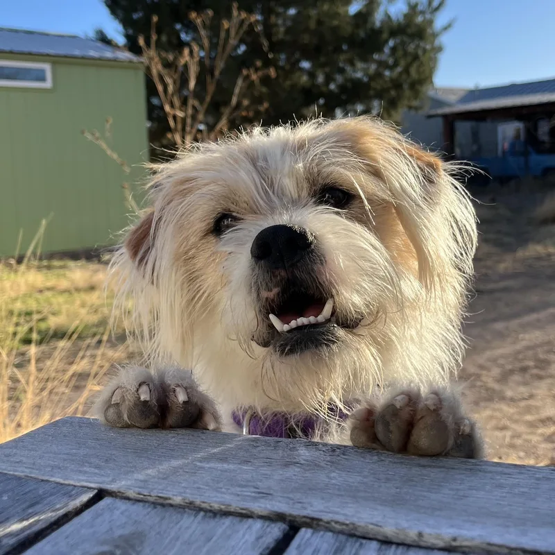 Gingerbread Man thumbnail 3